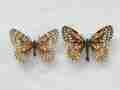 Zerynthia rumina honoratii (extinct from france pair abberant) (Internet Image property of respective owner, non-commercial use only)